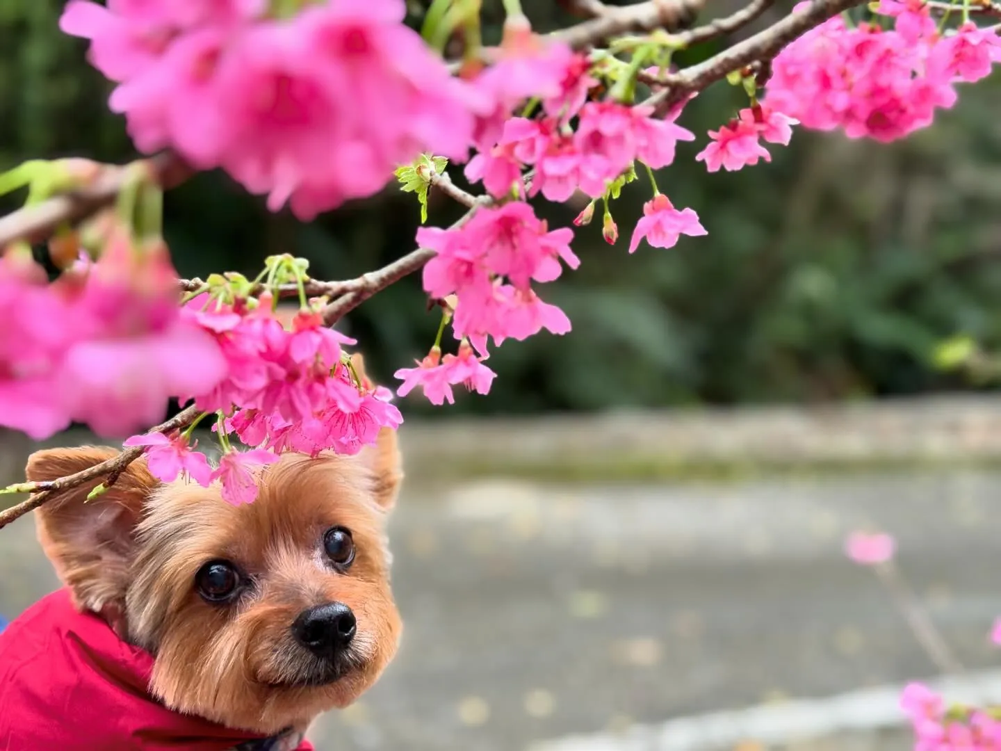 本日は名護桜祭り🌸